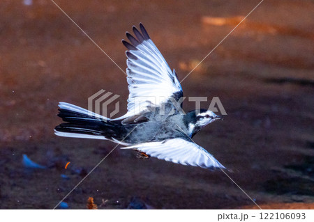 埼玉県川越市池辺　川越水上公園　修景池（ボート池）の水上を飛ぶハクセキレイ 122106093