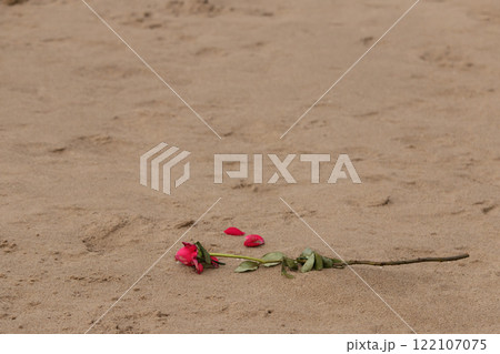 砂浜に落ちた赤いバラの花 砂浜に落ちた赤いバラの花 122107075