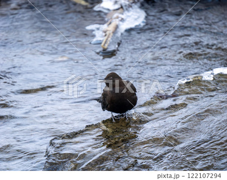 カワガラス カワガラス 122107294