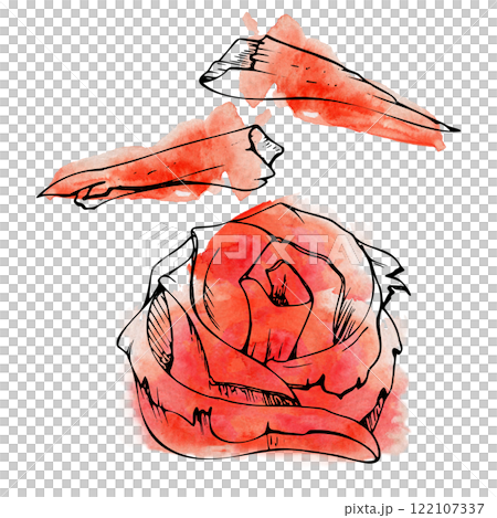 Japanese asian food pickled ginger rose slices, toppings for sushi sashimi, vegetarian vegan supplement, hand drawn in watercolor, ink. Illustration restaurant, cafe menu, kitchen print, recipe book Japanese asian food pickled ginger rose slices, toppings for sushi sashimi, vegetarian vegan supplement, hand drawn in watercolor, ink. Illustration restaurant, cafe menu, kitchen print, recipe book 122107337