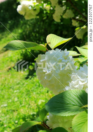 白いオオデマリの花 122107767