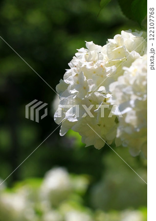 白いオオデマリの花 122107768