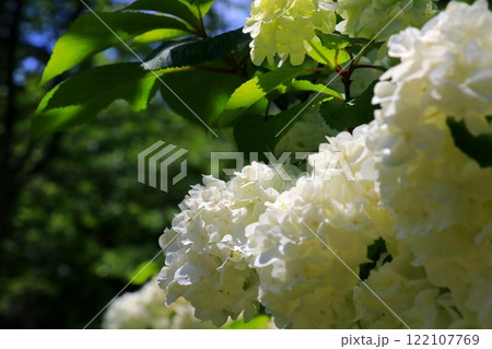 白いオオデマリの花 122107769