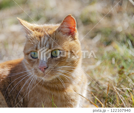Funny red hair ginger cat portrait on grass autumn photo outdoor 122107940