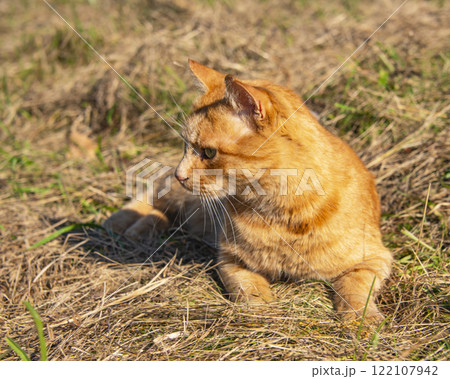 Funny red hair ginger cat on grass autumn photo outdoor 122107942