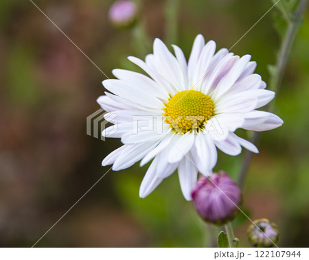 Beautiful white daisy chrysanthemum in autumn nature bright blooming Beautiful white daisy chrysanthemum in autumn nature bright blooming 122107944
