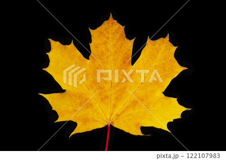 Beautiful bright orange autumn leaf isolated on the black background Beautiful bright orange autumn leaf isolated on the black background 122107983
