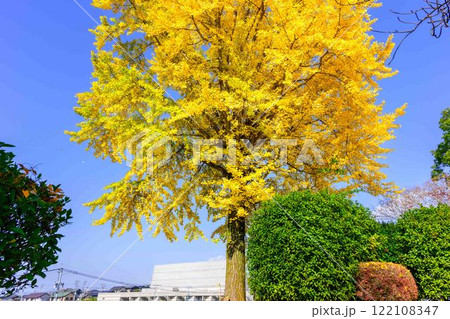 秋晴れ光芒に映えるイチョウの木と公園風景　木山城跡公園(益城町) 122108347