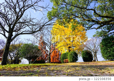 秋晴れ光芒に映えるイチョウの木と公園風景　木山城跡公園(益城町) 122108350