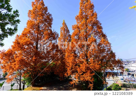 秋晴れ光芒に映える紅葉風景　木山城跡公園(益城町) 122108389