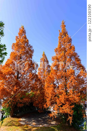 秋晴れ光芒に映える紅葉風景 木山城跡公園(益城町) 秋晴れ光芒に映える紅葉風景 木山城跡公園(益城町) 122108390