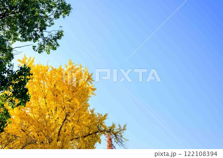 秋晴れ光芒に映えるイチョウの木と空 木山城跡公園(益城町) 秋晴れ光芒に映えるイチョウの木と空 木山城跡公園(益城町) 122108394