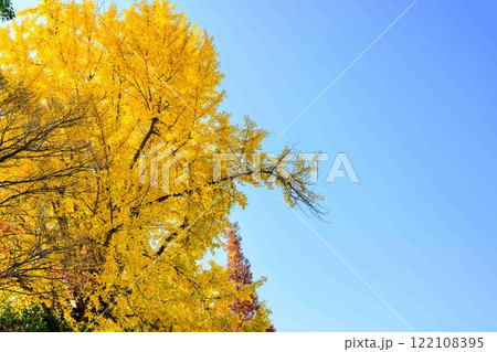 秋晴れ光芒に映えるイチョウの木と空 木山城跡公園(益城町) 秋晴れ光芒に映えるイチョウの木と空 木山城跡公園(益城町) 122108395