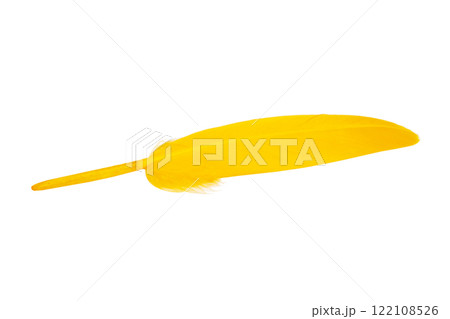 Yellow feather isolated on the white background Yellow feather isolated on the white background 122108526