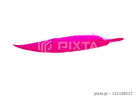 Pink feather isolated on the white background 122108527