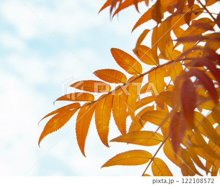Orange red color bright autumn leaves on blue sky Orange red color bright autumn leaves on blue sky 122108572