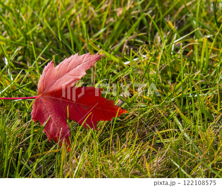 Autumn leaf red color on green grass backgrond 122108575