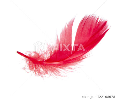 Elegant red feather beautiful isolated on he white background 122108678