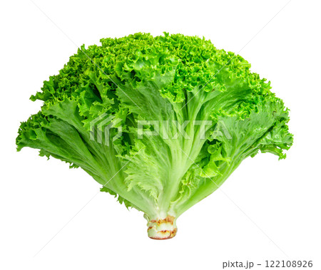 Green fresh bunch of lettuce isolated on the white background Green fresh bunch of lettuce isolated on the white background 122108926