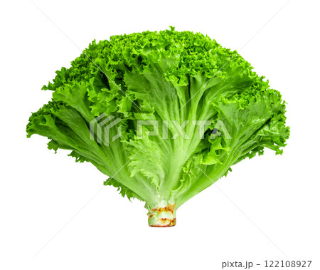 Green fresh bunch of lettuce isolated on the white background Green fresh bunch of lettuce isolated on the white background 122108927