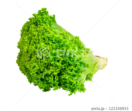 Green fresh bunch of lettuce isolated on the white background Green fresh bunch of lettuce isolated on the white background 122108931