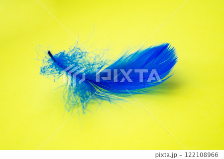 Blue feather on one color background copy space for text Blue feather on one color background copy space for text 122108966