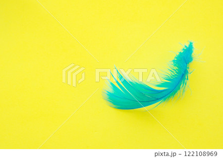 Blue feather on one color background copy space for text 122108969