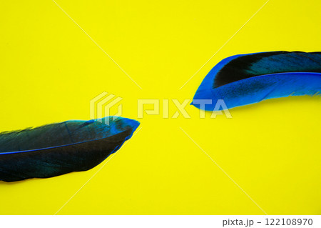 Blue feather on one color background copy space for text Blue feather on one color background copy space for text 122108970