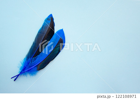 Blue feather on one color background copy space for text Blue feather on one color background copy space for text 122108971