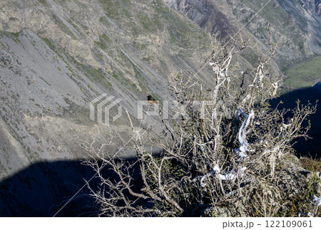 The bird sitting on the branch. Katu-Yaryk Pass. The bird sitting on the branch. Katu-Yaryk Pass. 122109061