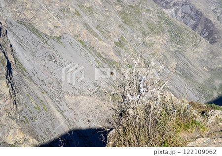 The bird sitting on the branch. Katu-Yaryk Pass. 122109062