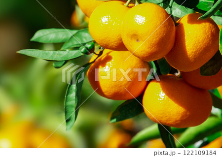 みかん園 122109184