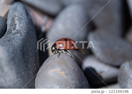 Ladybug Harmony: Insect Amidst Round Stones, Macro Close-Up 122109196