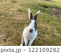 草原に立つ白いうさぎ 122109282