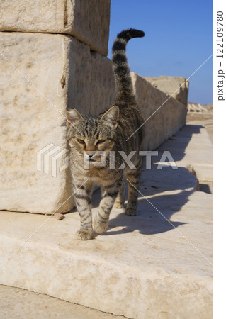 ギリシアのネコ 122109780