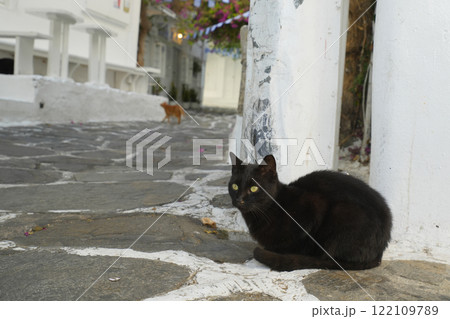 ギリシアのネコ 122109789