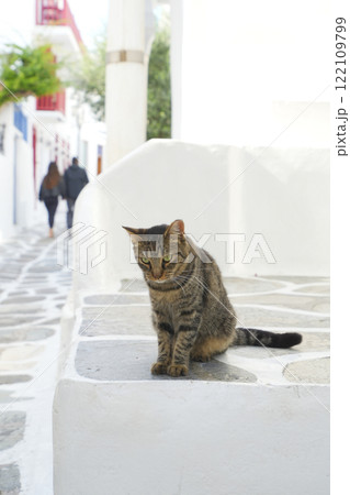 ギリシアのネコ 122109799