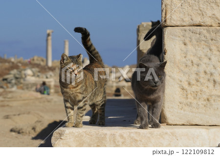 ギリシアのネコ ギリシアのネコ 122109812