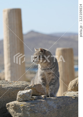 ギリシアのネコ 122109814