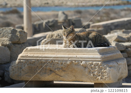 ギリシアのネコ 122109815