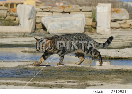 ギリシアのネコ 122109819