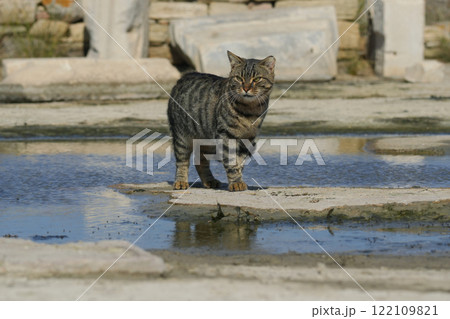 ギリシアのネコ 122109821