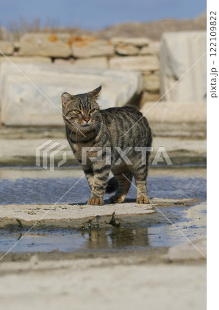 ギリシアのネコ ギリシアのネコ 122109822