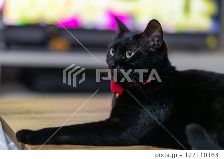 くろねこ くろねこ 122110163
