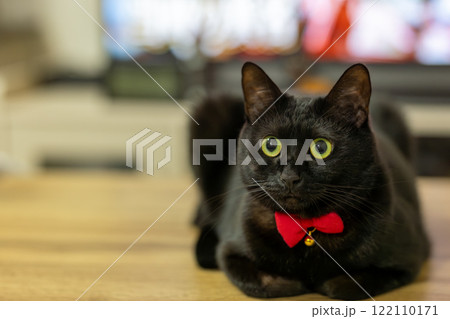 くろねこ 122110171