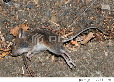 猛禽類の襲われた小さな野ねずみの死骸。 猛禽類の襲われた小さな野ねずみの死骸。 122110226