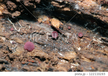 朽木の裏で冬ごもりする小さなムラサキゴムタケたち(自然光+ストロボ・マクロ接写) 朽木の裏で冬ごもりする小さなムラサキゴムタケたち(自然光+ストロボ・マクロ接写) 122110283