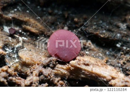 朽木の裏で冬ごもりする小さなムラサキゴムタケ(自然光+ストロボ・マクロ接写) 朽木の裏で冬ごもりする小さなムラサキゴムタケ(自然光+ストロボ・マクロ接写) 122110284