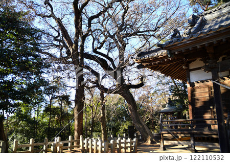 埼玉県深谷市　仙元山に鎮座する人見浅間神社　存在感抜群の御神木 122110532