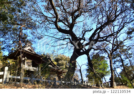 埼玉県深谷市　仙元山に鎮座する人見浅間神社　存在感抜群の御神木 122110534